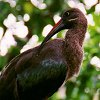 Ibis