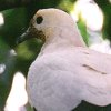 Imperial Pied Pigeon