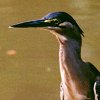 Little Heron