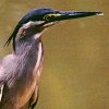 Little Heron