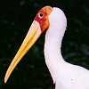 Milky Stork
