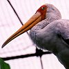 Milky Stork