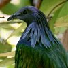 Nicobar Pigeon