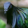 Nicobar Pigeon