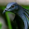 Nicobar Pigeon