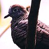 Peaceful Dove