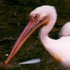 White Pelican