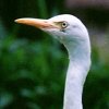 Plumed Egret