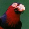 Red Bird