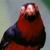 Red Bird