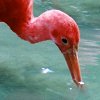 Red Ibis