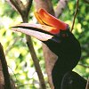 Rhinoceros Hornbill