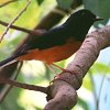 White-rumped Shama