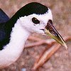 White-breasted Waterhen