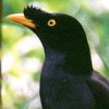 White-vented Myna