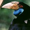 Wrinkled Hornbill