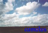cumulus clouds