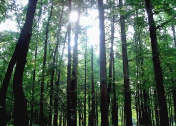 forest