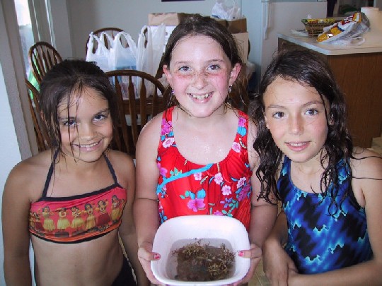 Crabs