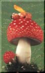 toadstool.jpg 90x145