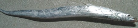 Beltfish