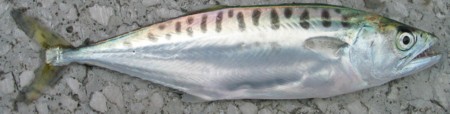 Juvenile Spanish Mackerel