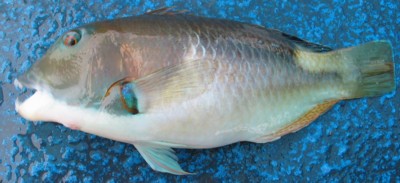 Anchor Tuskfish (Choerodon anchorago)