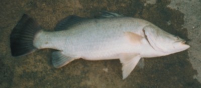 Barramundi