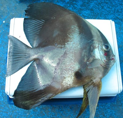 Round-faced Batfish