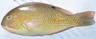 Black-spot Tuskfish
