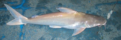 Marine Catfish