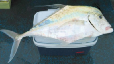 Diamond Trevally