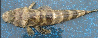 Flathead