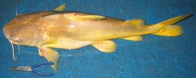 Fork-tailed Catfish
