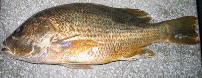 Golden Snapper
