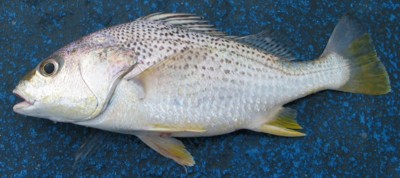 Grunter