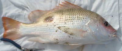John's Snapper