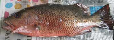 Mangrove Jack