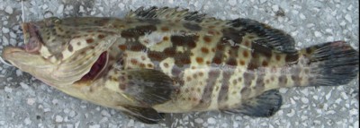 Orange-spotted Grouper