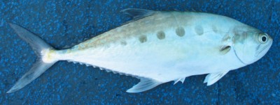 Queenfish