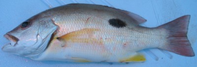 Russell's Snapper