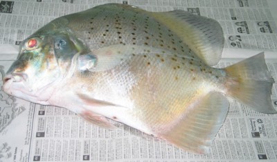 Spotted Sicklefish
