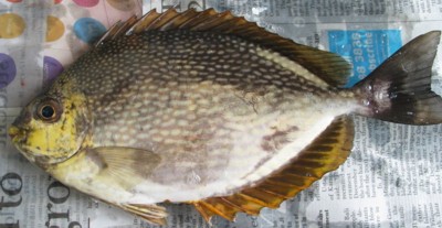 Streaked Rabbitfish