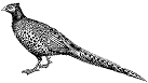 Pheasant (Official State Bird)