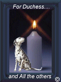 Light A Candle Against Animal Cruelty