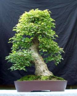 Trident Maple