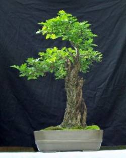 Hawthorn