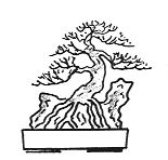 Root over rock