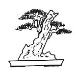 Tree on rock