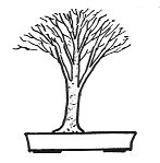 Broom